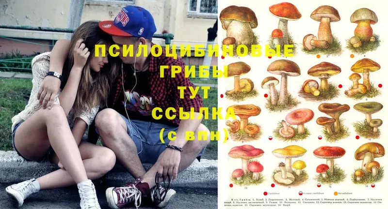 блэк спрут ТОР  наркошоп  Бутурлиновка  Псилоцибиновые грибы Cubensis 